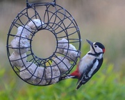 1st Apr 2022 - Great Spotted Woodpecker