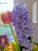 1st Apr 2022 - The smell of hyacinths 