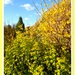 The Yellow Spring Border  by beryl