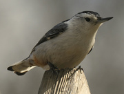 1st Apr 2022 - white-breasted nuthatch