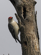 1st Apr 2022 - red-bellied woodpecker
