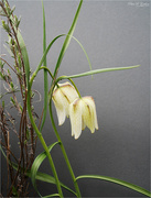 1st Apr 2022 - Frittillaria