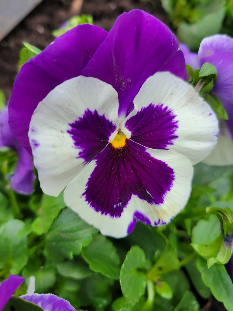 Pansy Power by 365projectorgheatherb