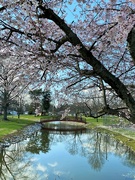 1st Apr 2022 - The cherry trees are in bloom at our park