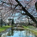 The cherry trees are in bloom at our park by tunia