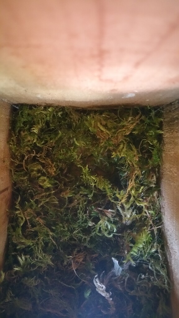 Moss buildup inside the chickadee house by stephomy