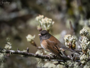 2nd Apr 2022 - Junco In the Pear Tree