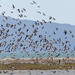 Variable Oyster Catchers in a flap! by creative_shots