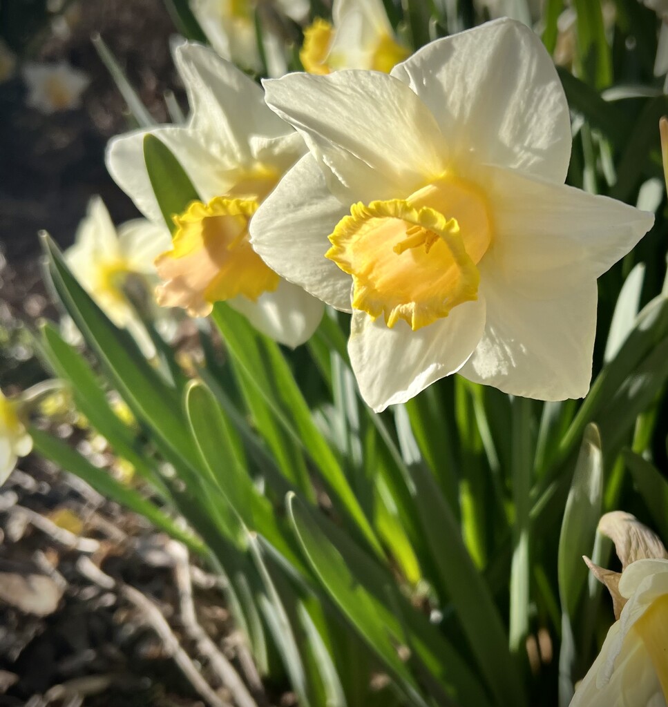 Every Spring, Creation Preaches by calm