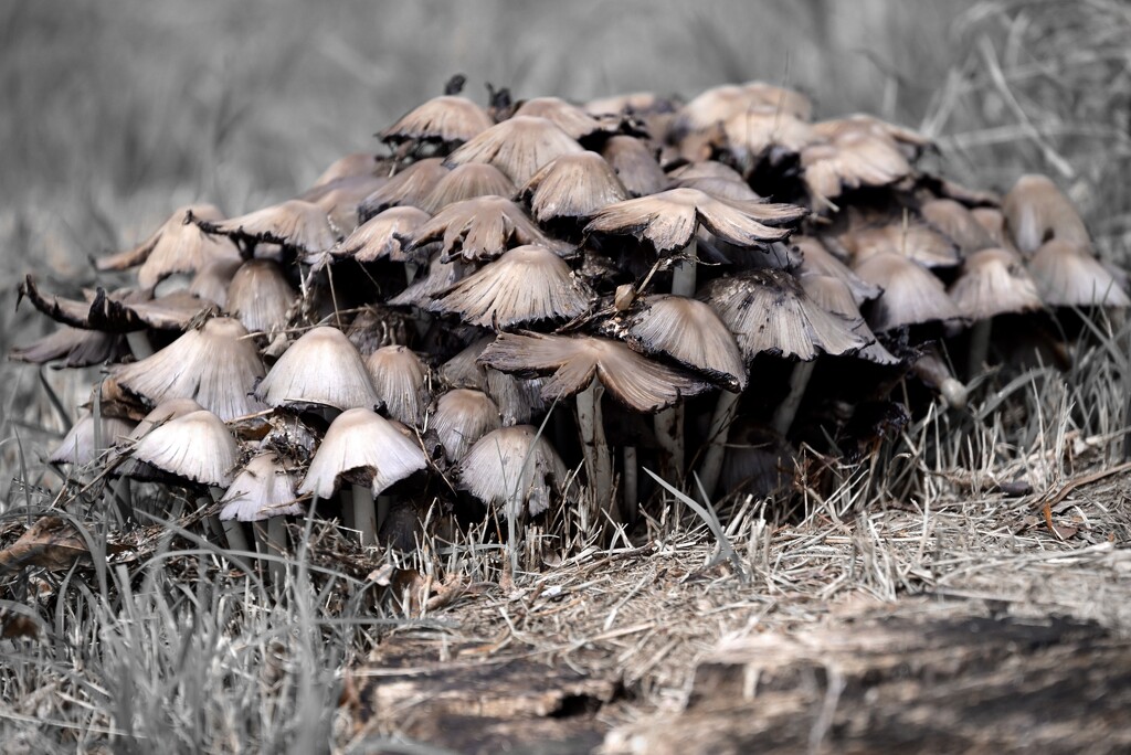  mushroom cluster colour select  by metzpah