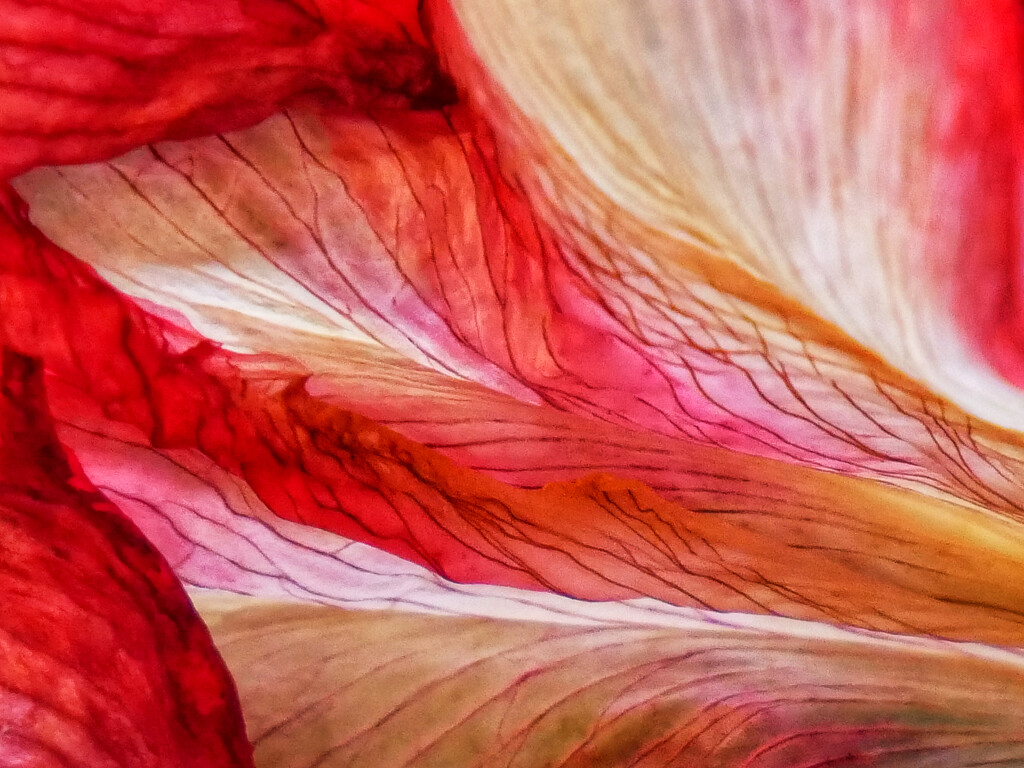 Amaryllis abstract by ljmanning