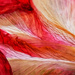 Amaryllis abstract by ljmanning
