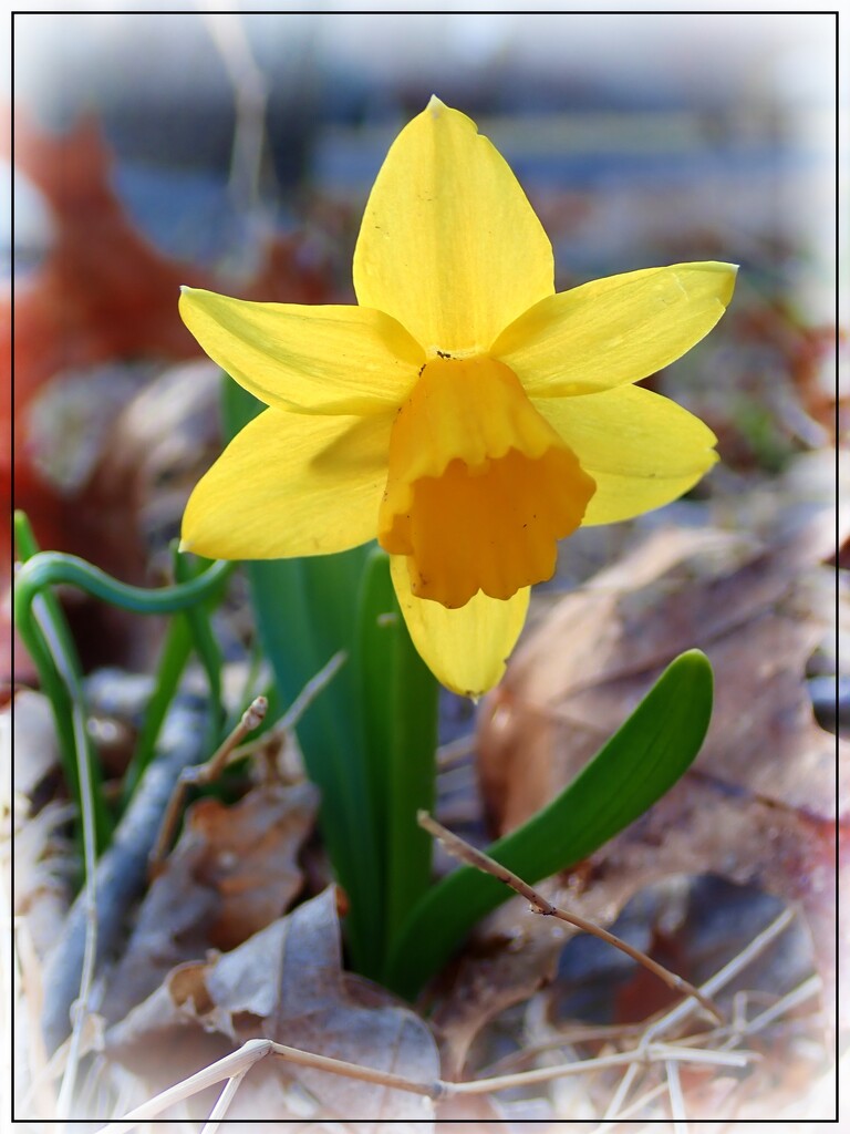 The First Daffodil 2022 by olivetreeann