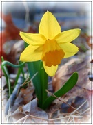 1st Apr 2022 - The First Daffodil 2022