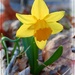 The First Daffodil 2022 by olivetreeann
