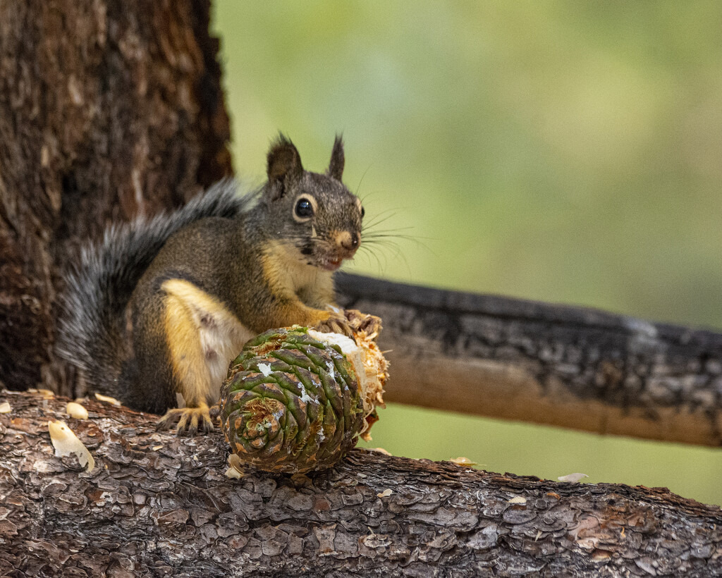 Hungry Squirrel by cwbill