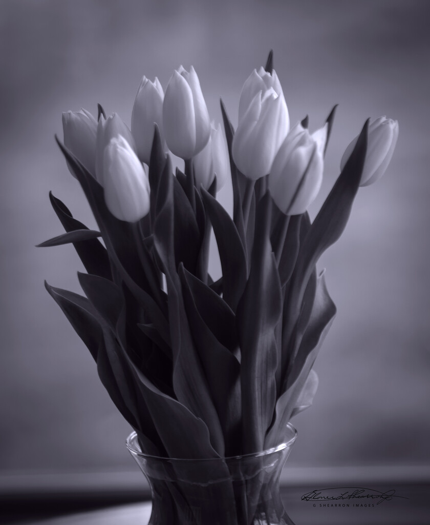 Tulip Glory in B&W by ggshearron