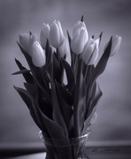 1st Apr 2022 - Tulip Glory in B&W