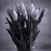Tulip Glory in B&W by ggshearron