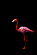 1st Apr 2022 - it's flamingo friday!