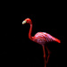 it's flamingo friday! by summerfield