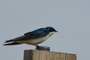 1st Apr 2022 - Tree Swallow or ?
