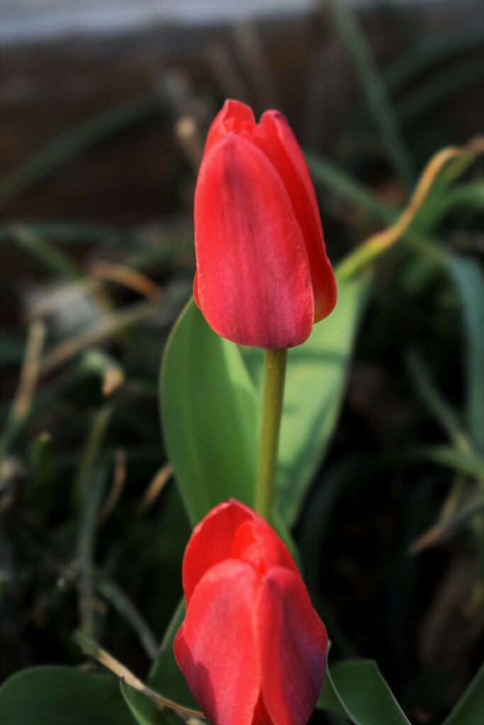 Two tulips by sandlily