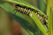 2nd Apr 2022 - caterpillar