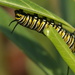 caterpillar by kali66