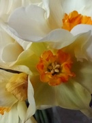 2nd Apr 2022 - Spring.. daffodil close up
