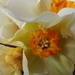 Spring.. daffodil close up by 365projectorgjoworboys