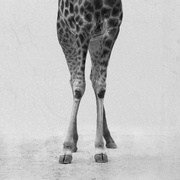 1st Apr 2022 - Giraffe