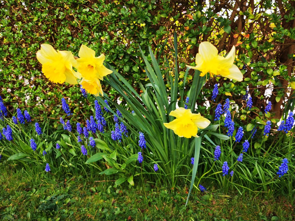 Spring flowers  by plainjaneandnononsense