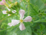 2nd Apr 2022 - Horseradish flower