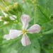 Horseradish flower