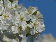 2nd Apr 2022 - Apple Blossom Time