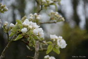 29th Mar 2022 - Pear blossom