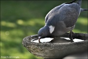 2nd Apr 2022 - Thirsty pigeon