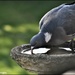 Thirsty pigeon by rosiekind