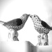 Love Birds  by rensala