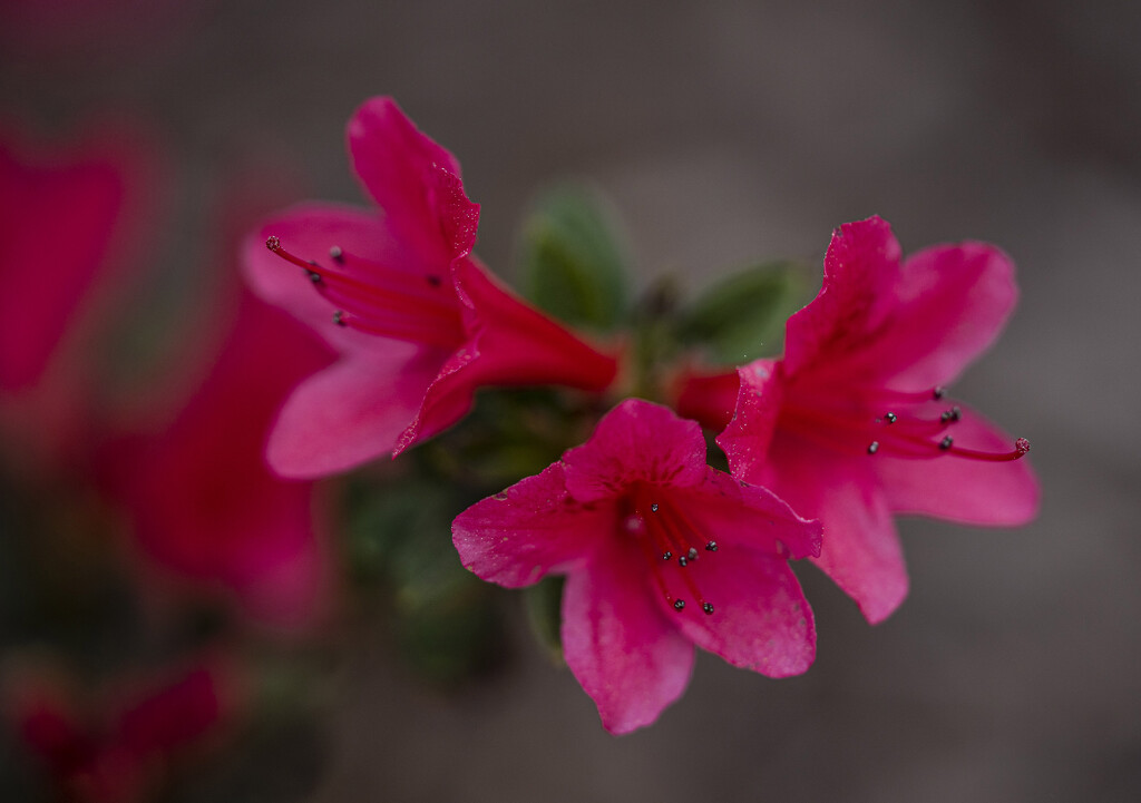 Azalea Blooms by k9photo