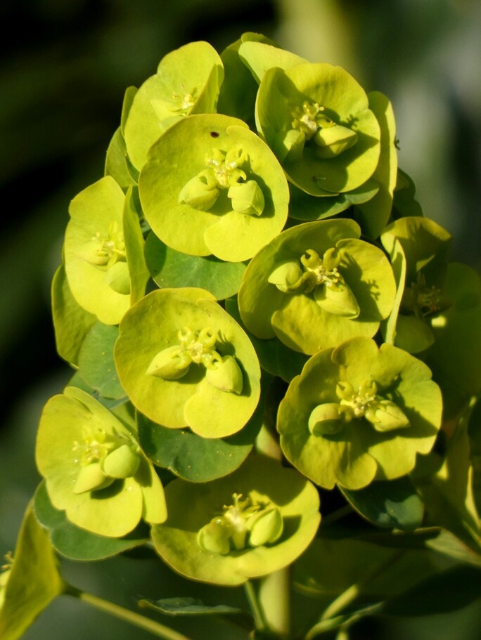 Wood Spurge by fishers