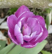 2nd Apr 2022 - I love tulips