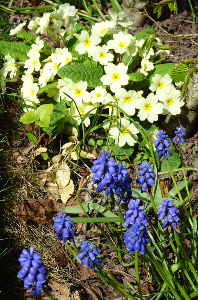 Grape hyacinths have now joined the primroses by marianj