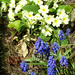 Grape hyacinths have now joined the primroses by marianj