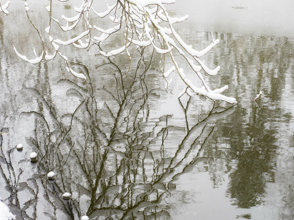 A winter reflections by haskar