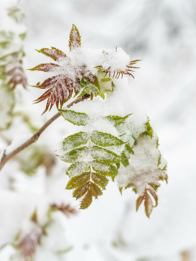 Leaves in the snow  by haskar