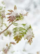 2nd Apr 2022 - Leaves in the snow 