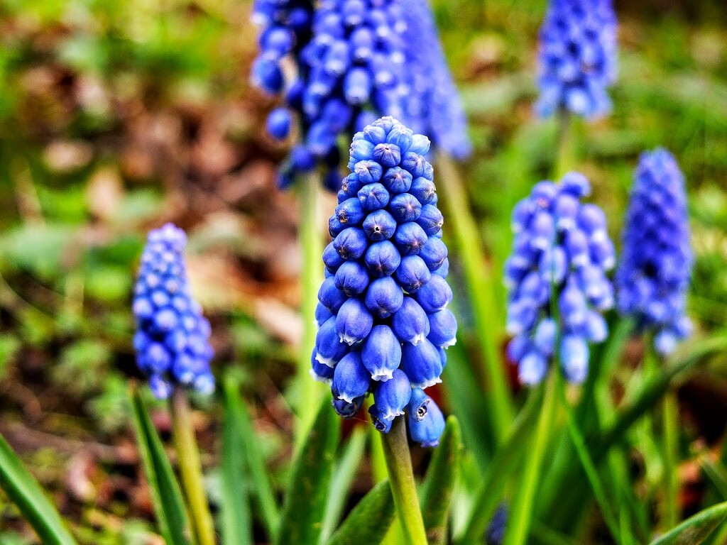 Springing up everywhere! by bigmxx