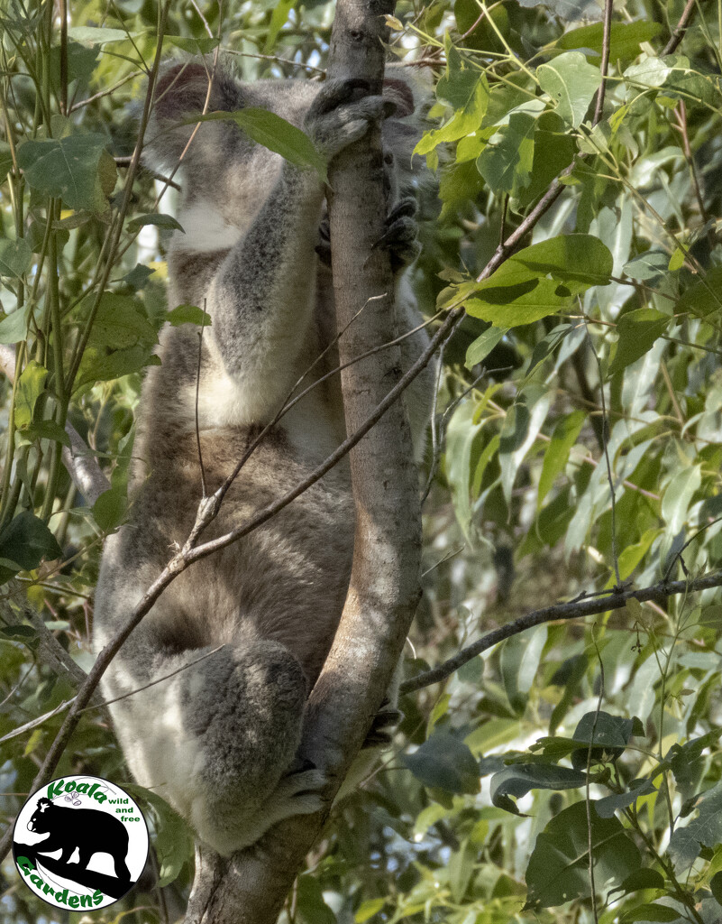 I am perfectly hidden by koalagardens